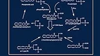 Most Popular 5 Building Block of Lipid